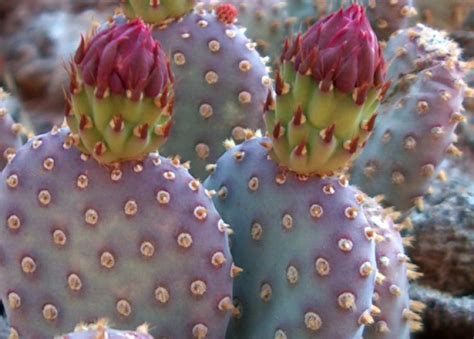 prickly pear forks